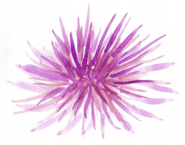 Sea Urchin pink